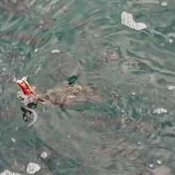 対馬エギング釣果