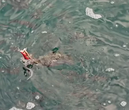 対馬エギング釣果