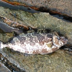 フカセ‥グレ釣れないですネ・・