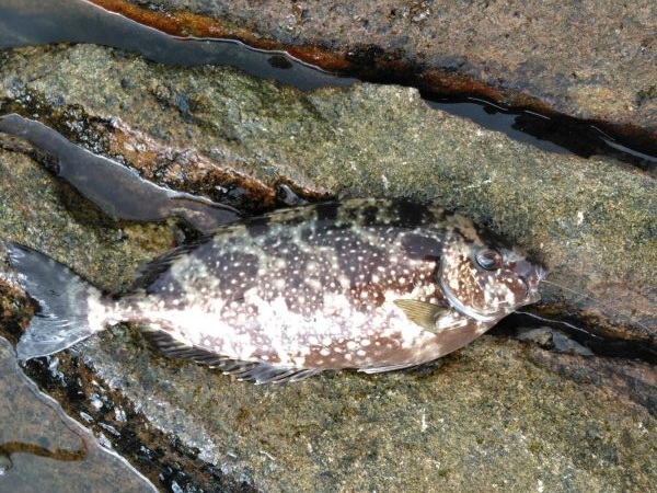 フカセ‥グレ釣れないですネ・・