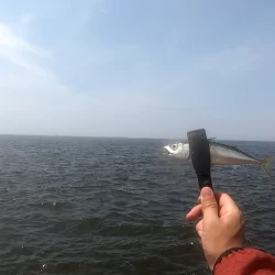 夢洲スリットへライトショアジギング