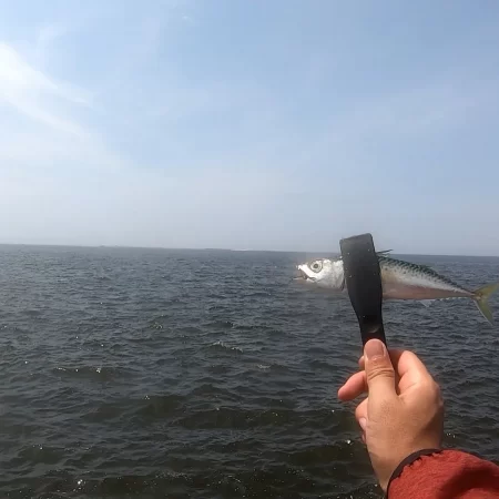 夢洲スリットへライトショアジギング