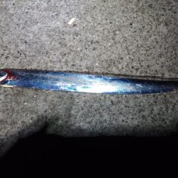 太刀魚リベンジ戦