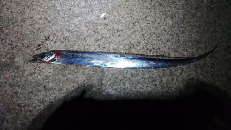 太刀魚リベンジ戦