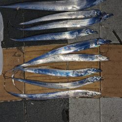 タチウオ後ショアジギ