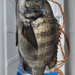 低酸素の中の年無しゲット