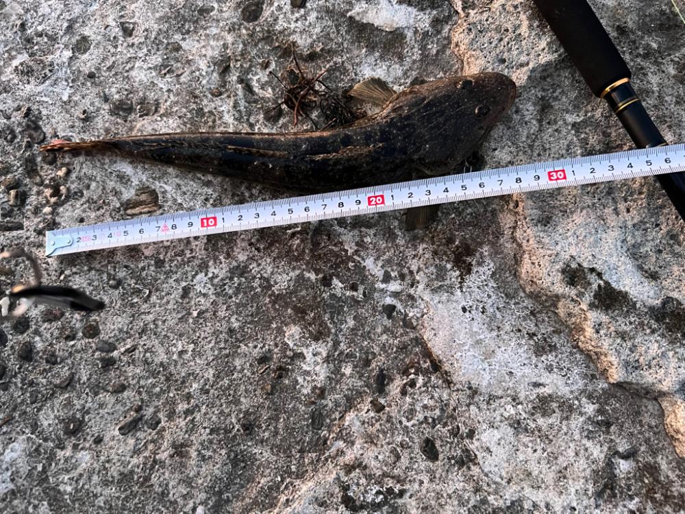 エソ1匹、マゴチ2匹目