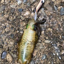 アオリイカ釣れましたよ。