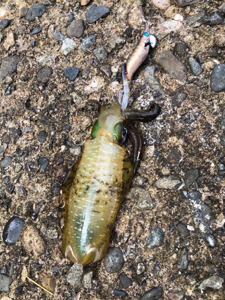 アオリイカ釣れましたよ。