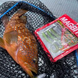 シャローロックフィッシュゲーム！