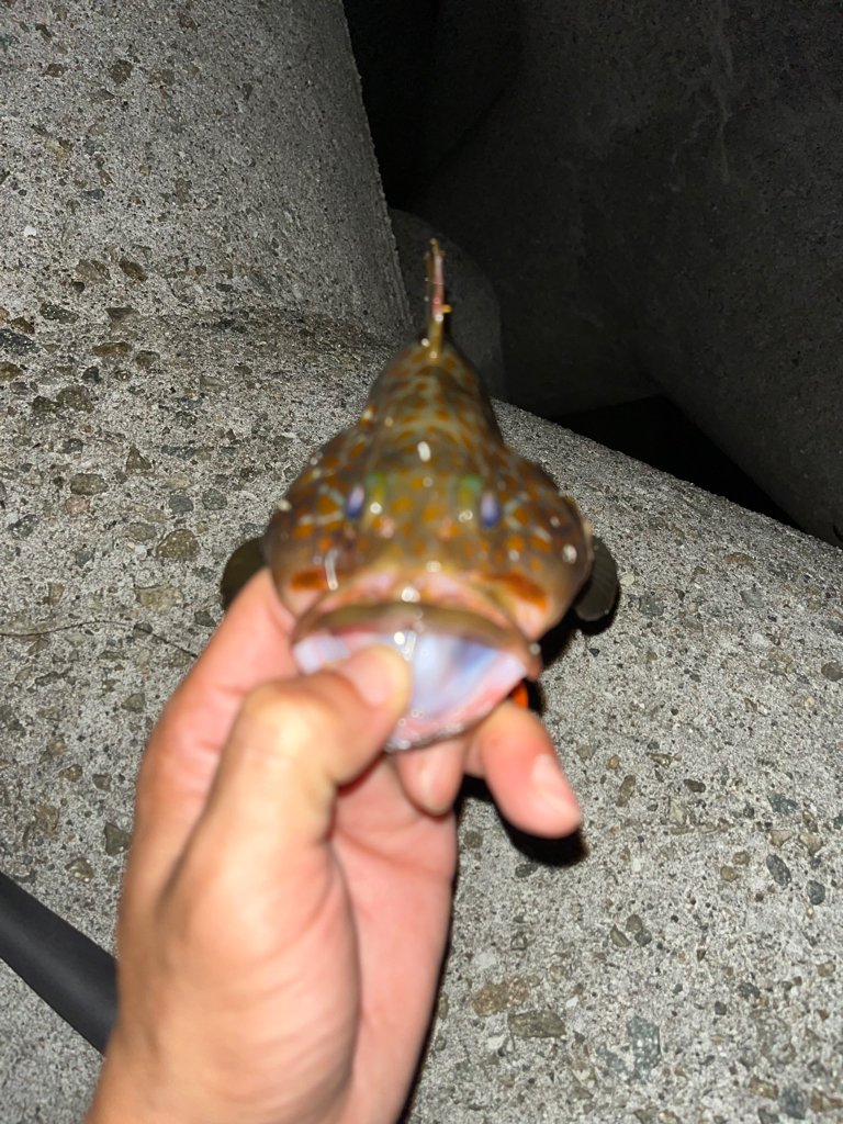 アコウ40up釣りたい