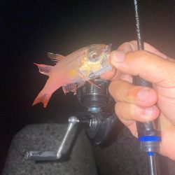 カスタムロッドとの相性