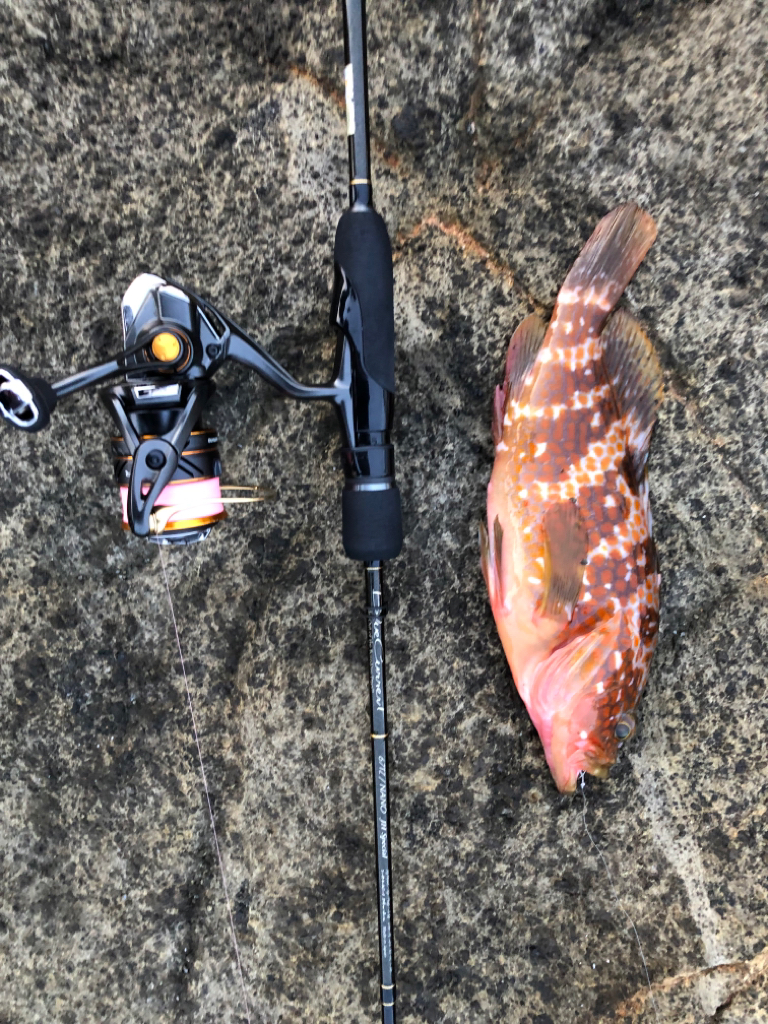 2022 佐渡ヶ島ライトゲーム