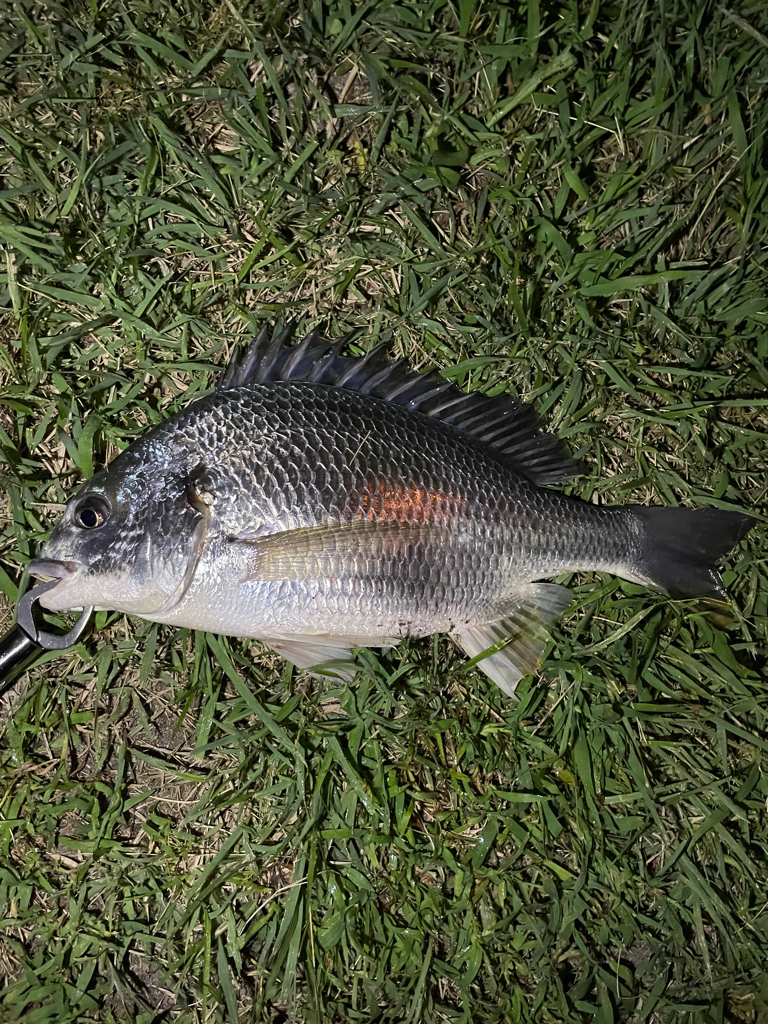 キビレさーーーん