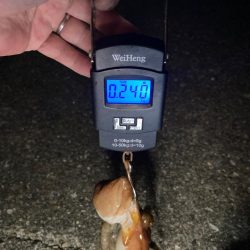 【タコング】夜タコ