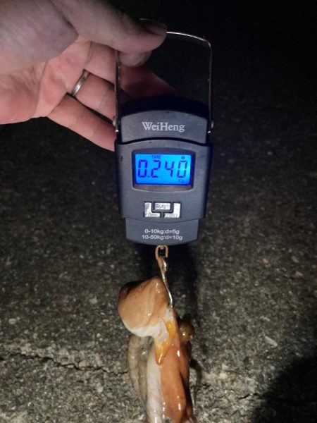 【タコング】夜タコ