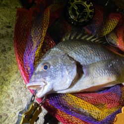 ヘチってきました