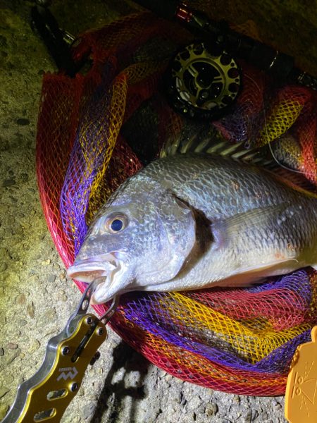 ヘチってきました