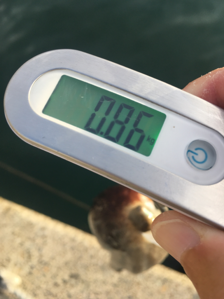 【タコフィネス】 キロ弱2杯