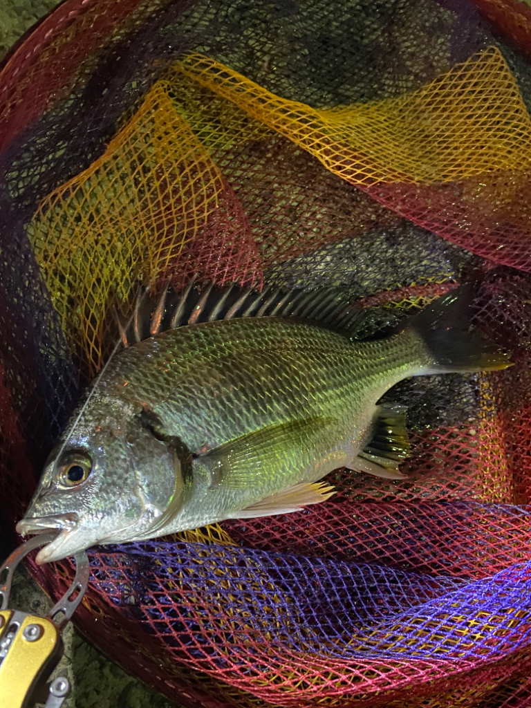 ヘチってきました