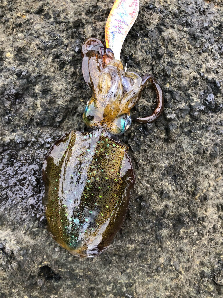 2022 佐渡ヶ島ライトゲーム&エギング