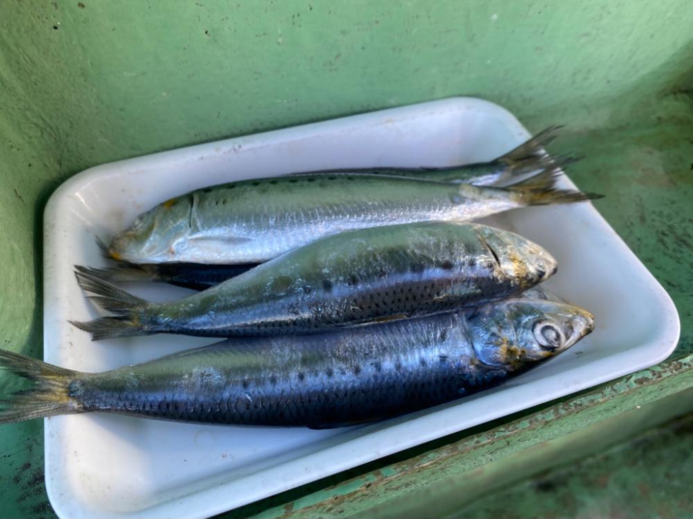 初めての船テンヤ 太刀魚釣り