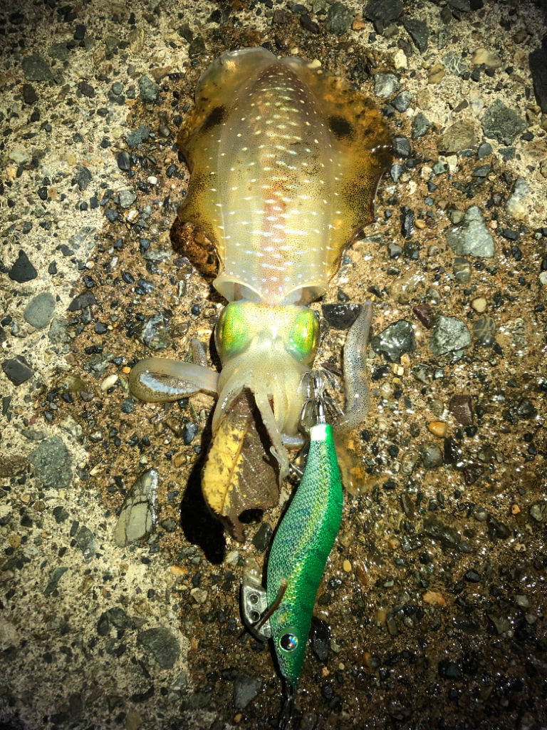 【新子調査】伊根〜京丹後巡り①