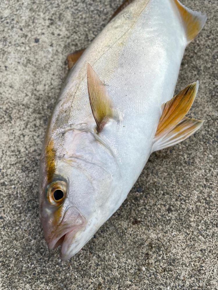 ショアジギング