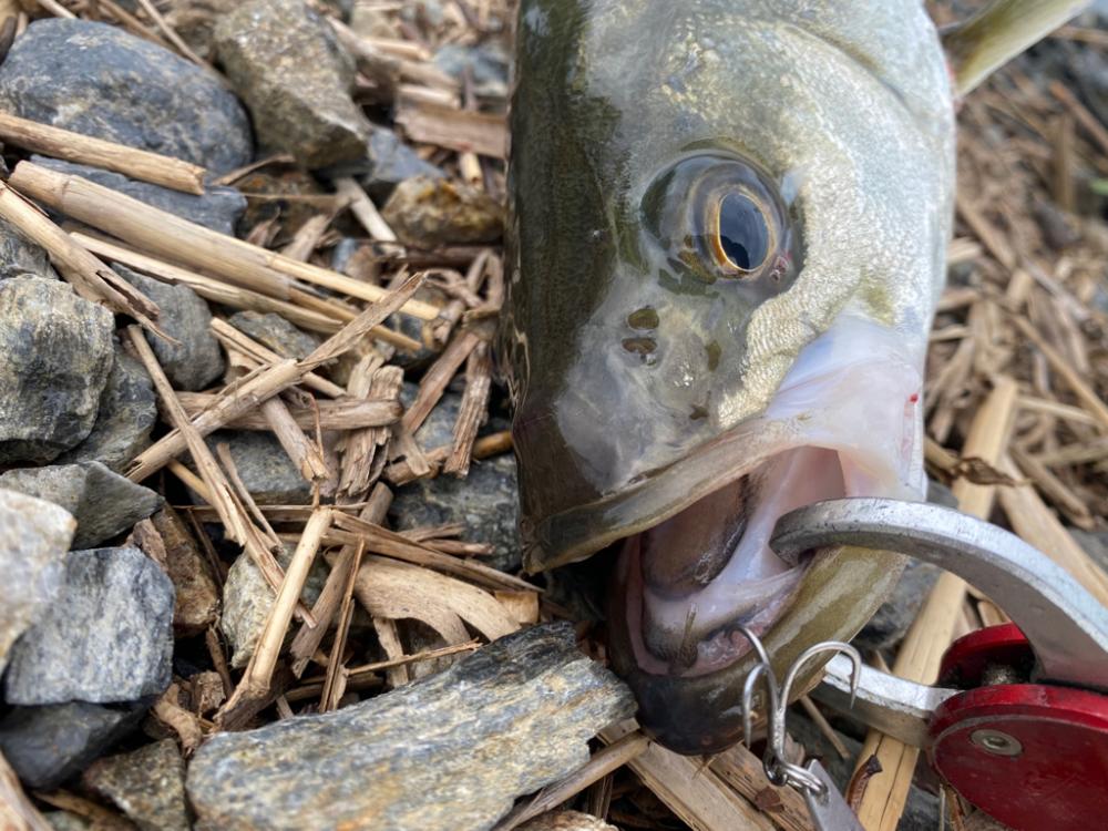 リバーシーバス