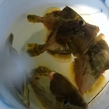 シーズン先取りカワハギ釣り!