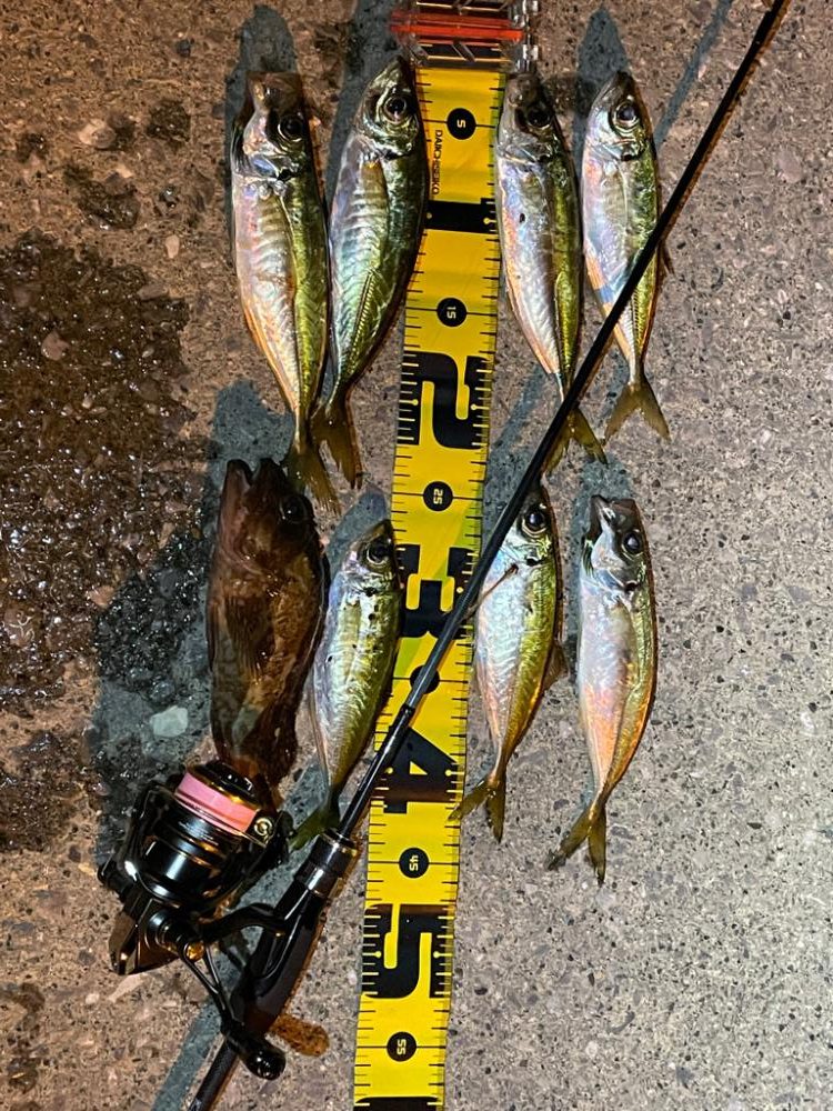 癒しのアジング