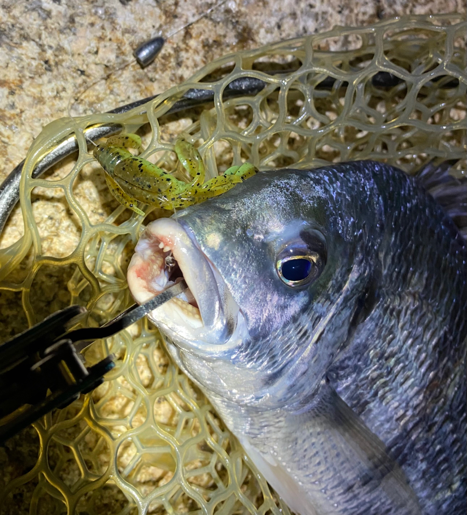 淀川ブリームゲーム