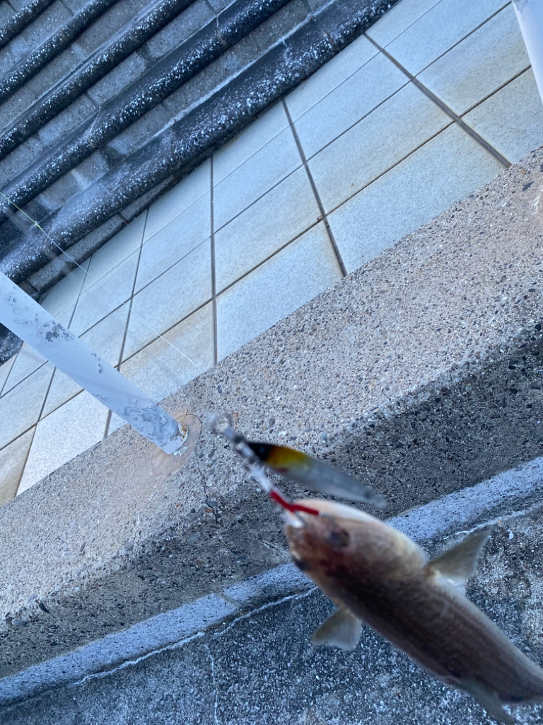 和歌山シイラ釣り