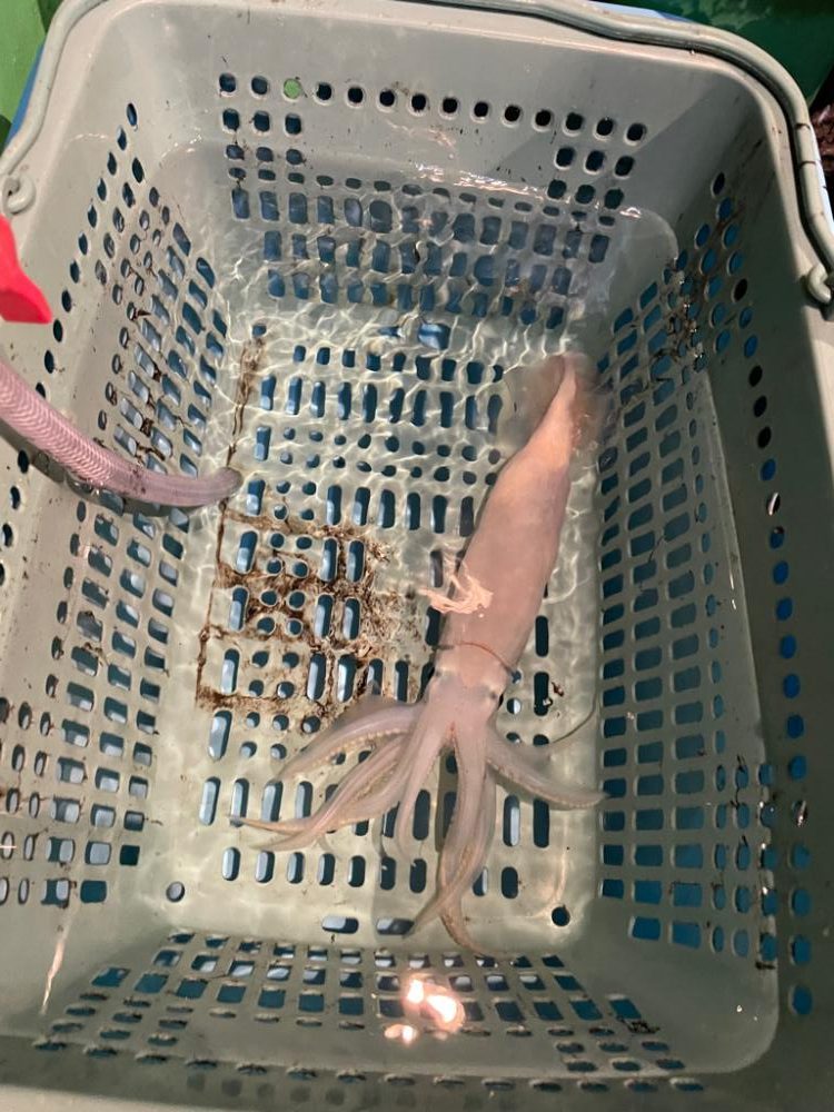 リベンジイカメタル