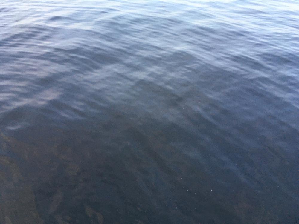 カタクチノマセ