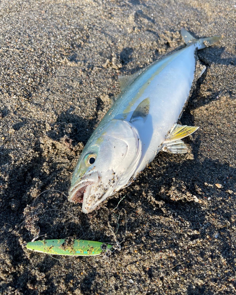 遠州サーフ青物好調‼︎