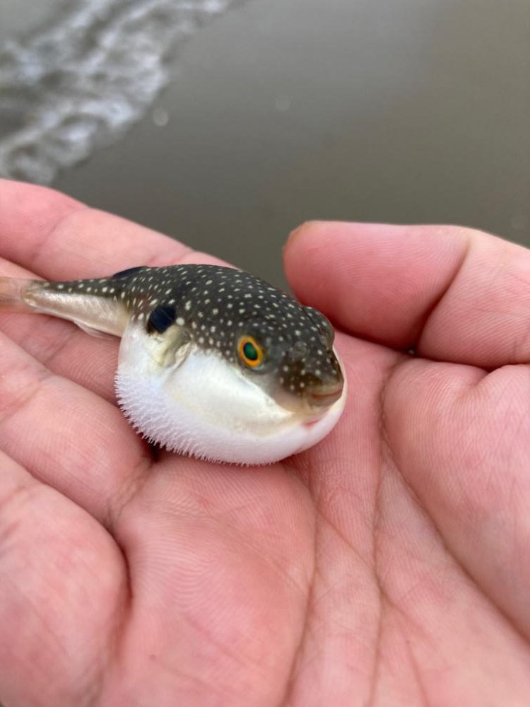 親子でキス釣り