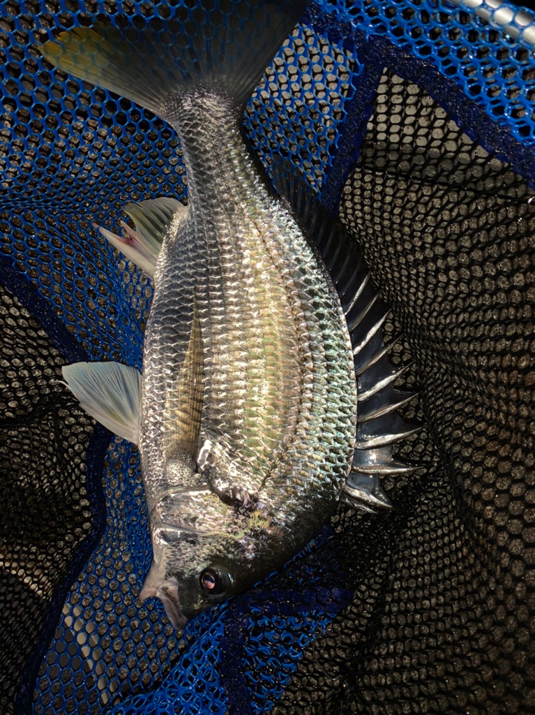 チヌハンターパート28