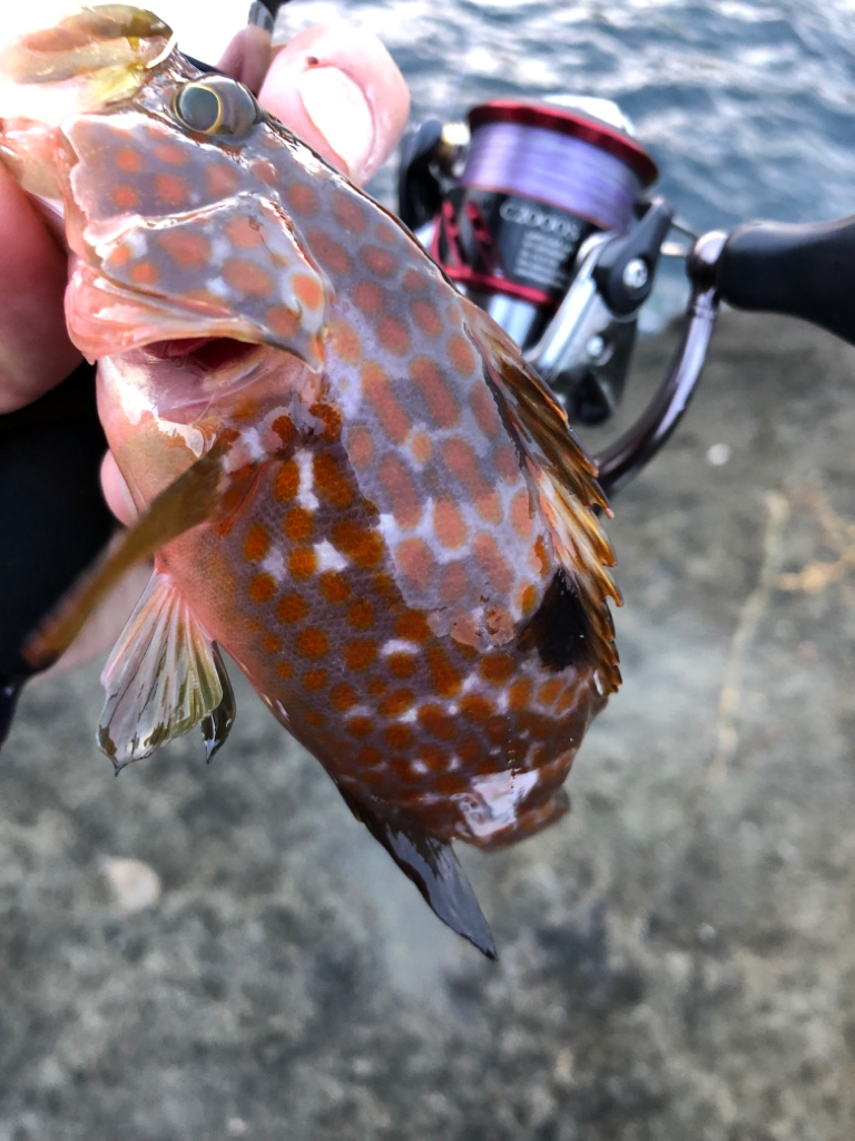 2022 佐渡ヶ島ライトゲーム