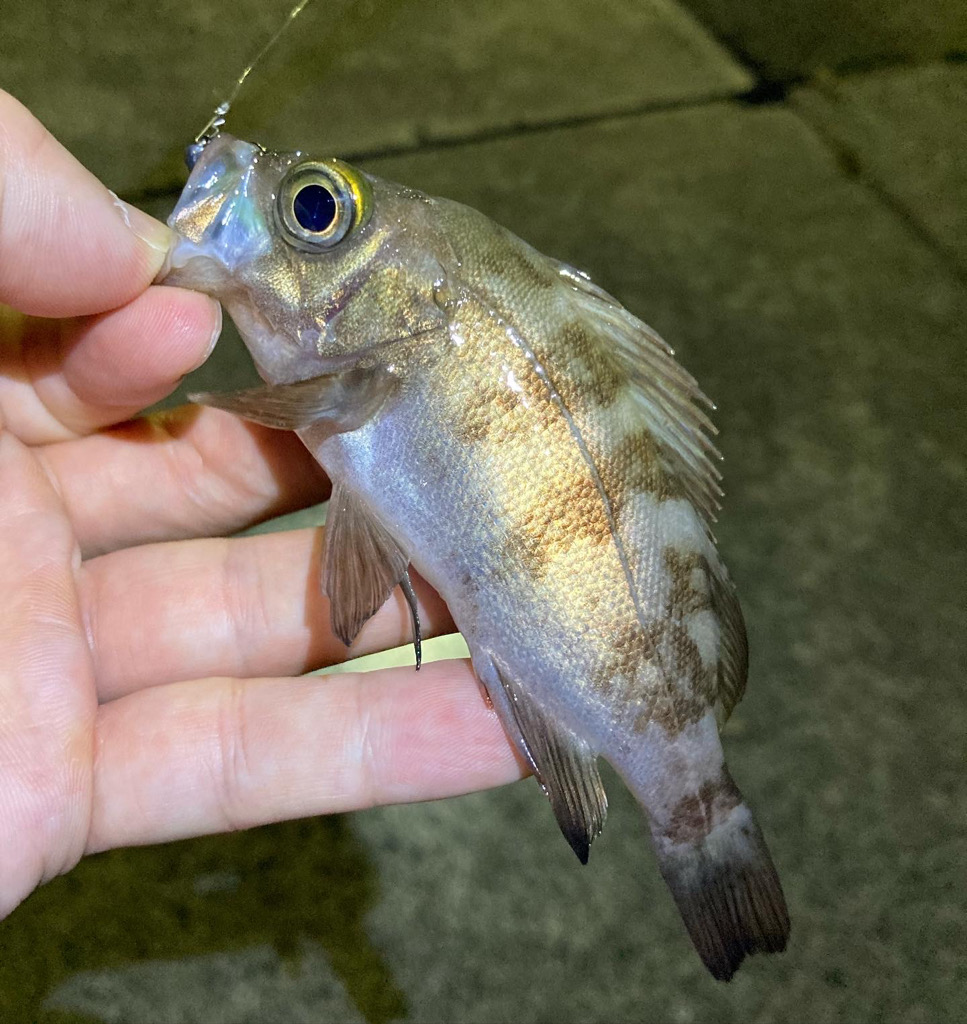 シーズン終了メバリング