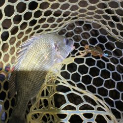 淀川ブリームゲーム