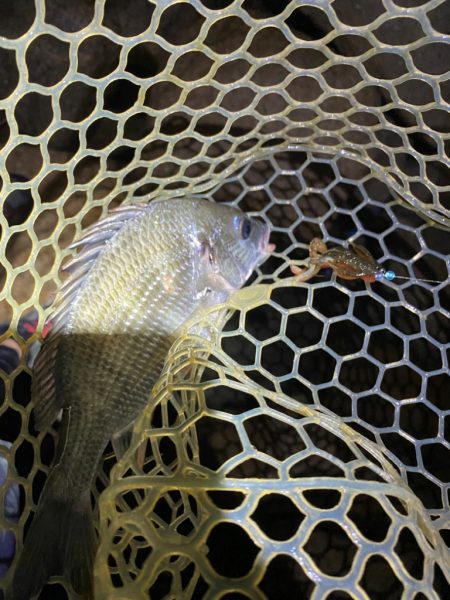 淀川ブリームゲーム