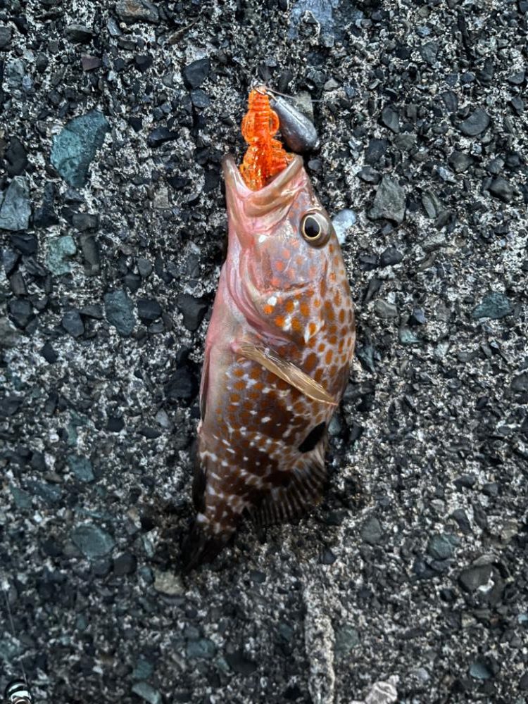 今日は渋めのアコウ、ガシラ