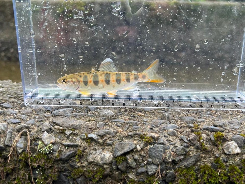 渓流チャレンジ