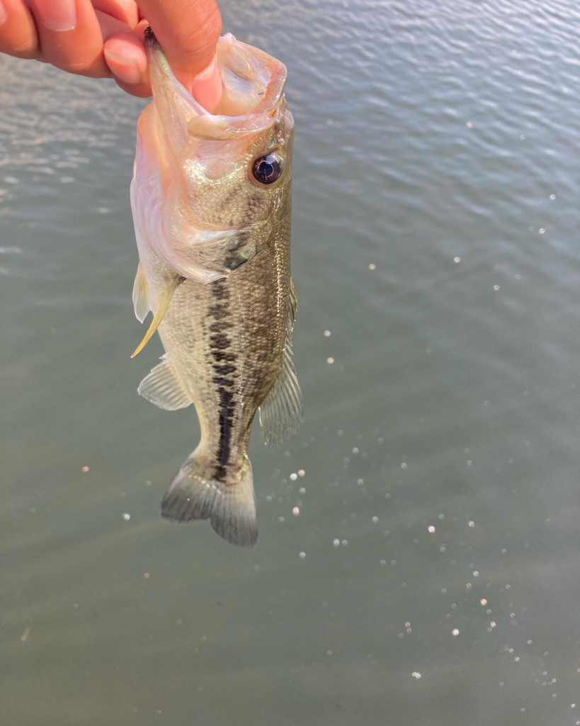 淀川小バス祭り