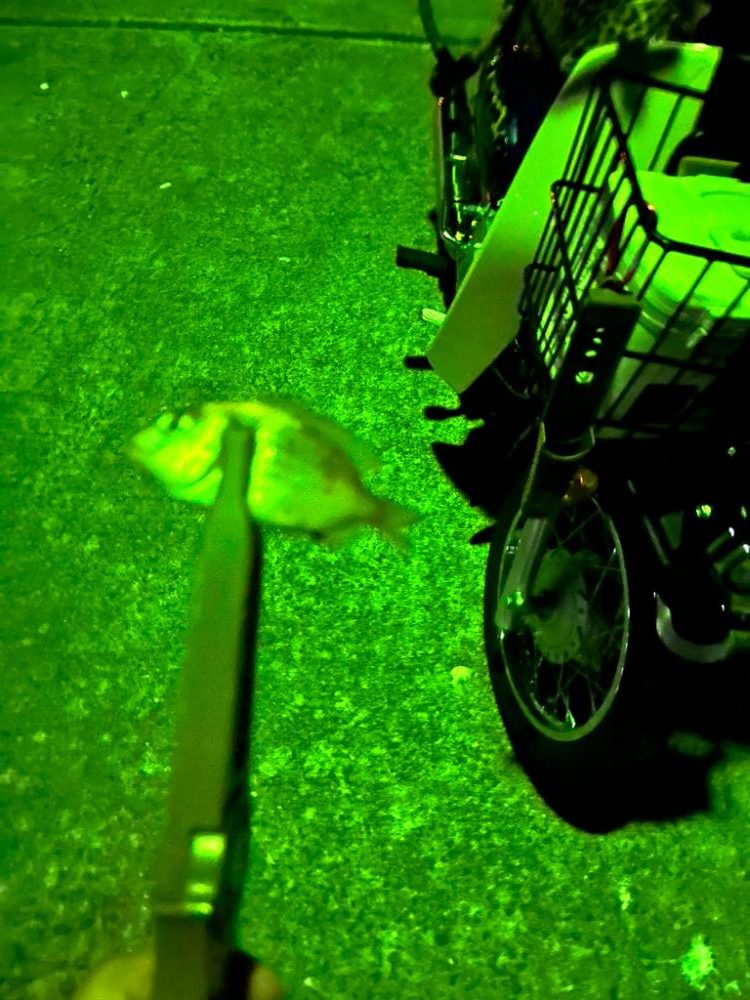 新しいリールの鱗付け