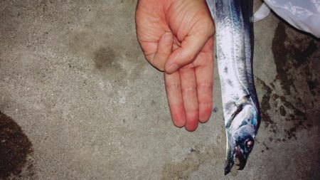 今年の初タチウオ!