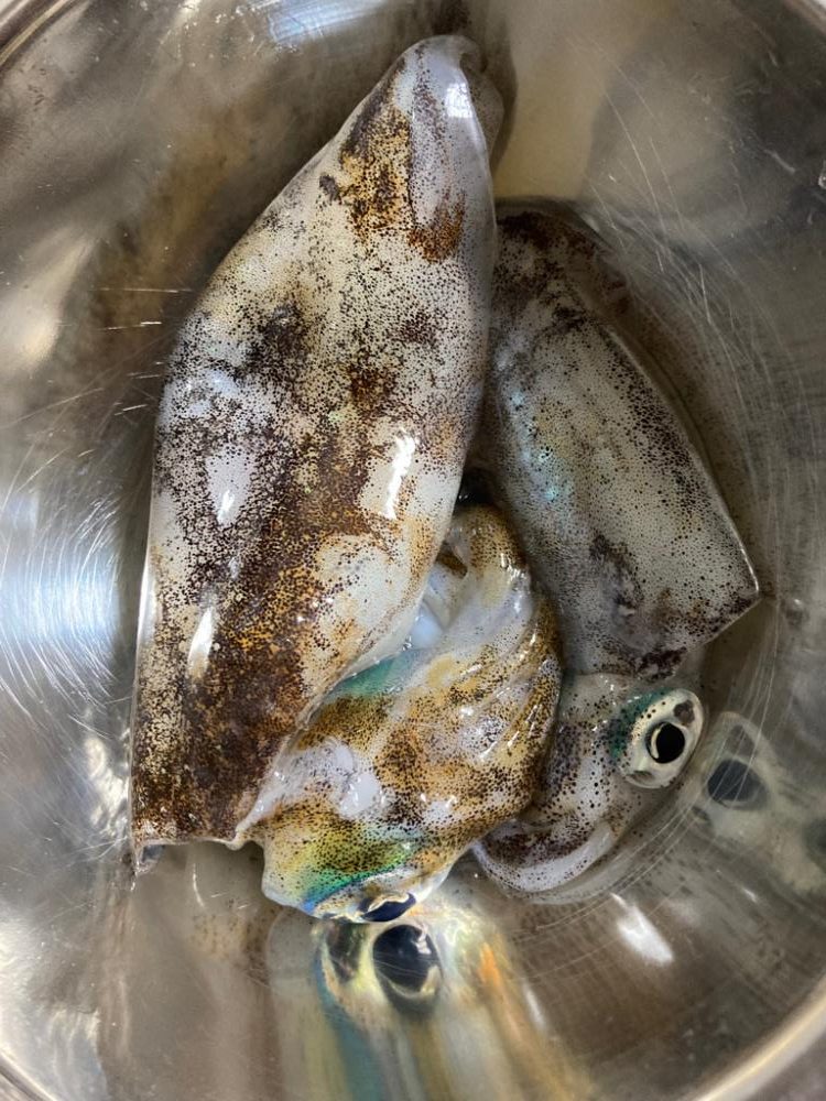 久しぶりのエギング