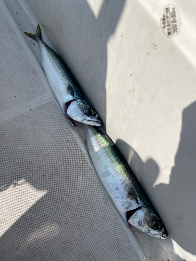 ウミックレンタルボートでの釣果