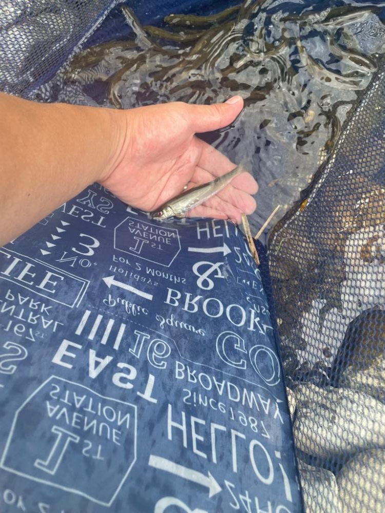 芹川で小鮎釣り